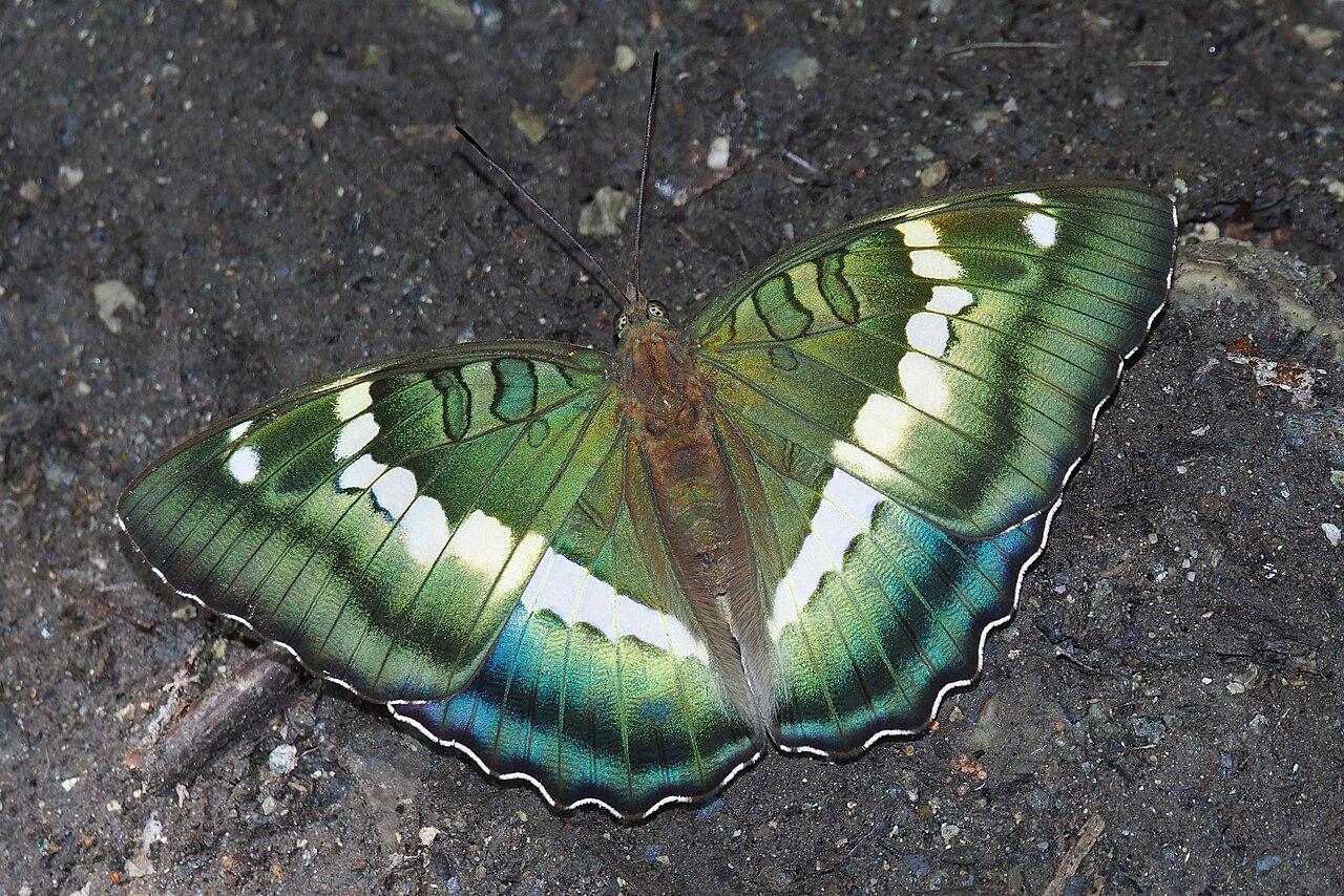 窄带翠蛱蝶（Euthalia insulae）