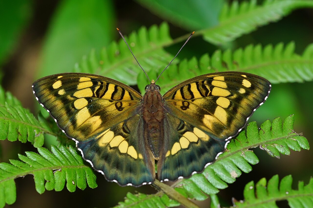 甲仙翠蛱蝶（Euthalia kosempona）