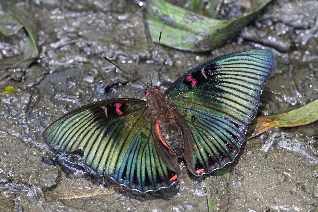 红玉翠蛱蝶（Euthalia irrubescens）
