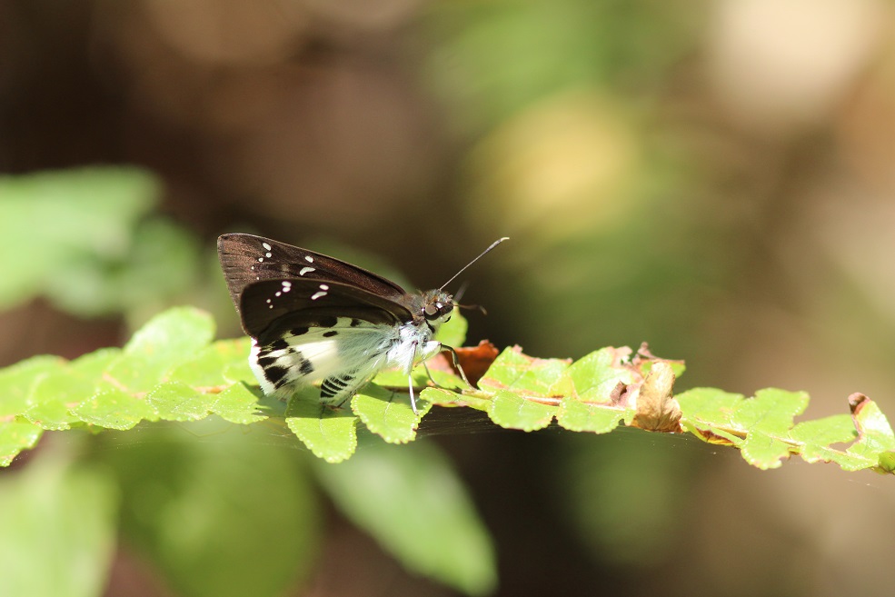 白裙弄蝶（Tagiades cohaerens）