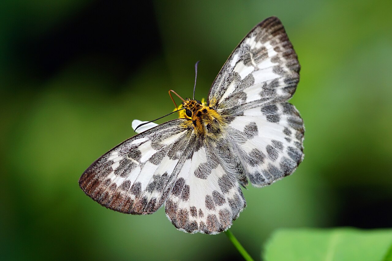 白弄蝶（Abraximorpha davidii）