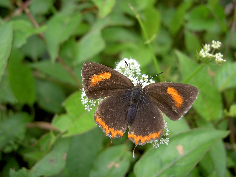 紫日灰蝶（Heliophorus ila）