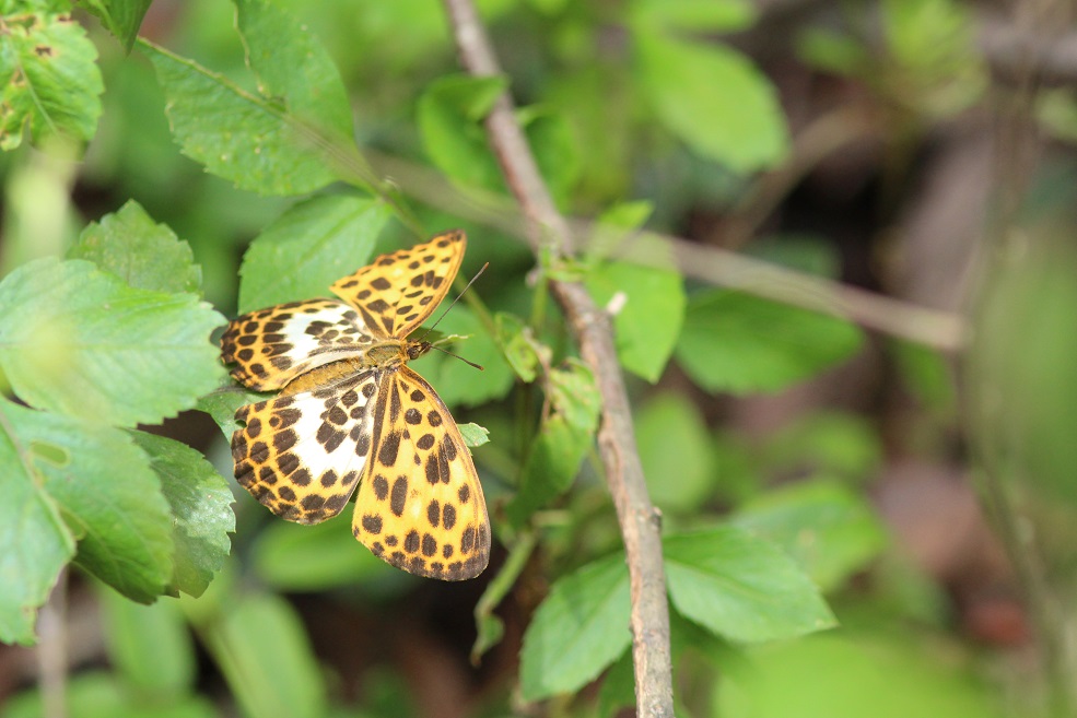 白裳猫蛱蝶（Timelaea albescens）