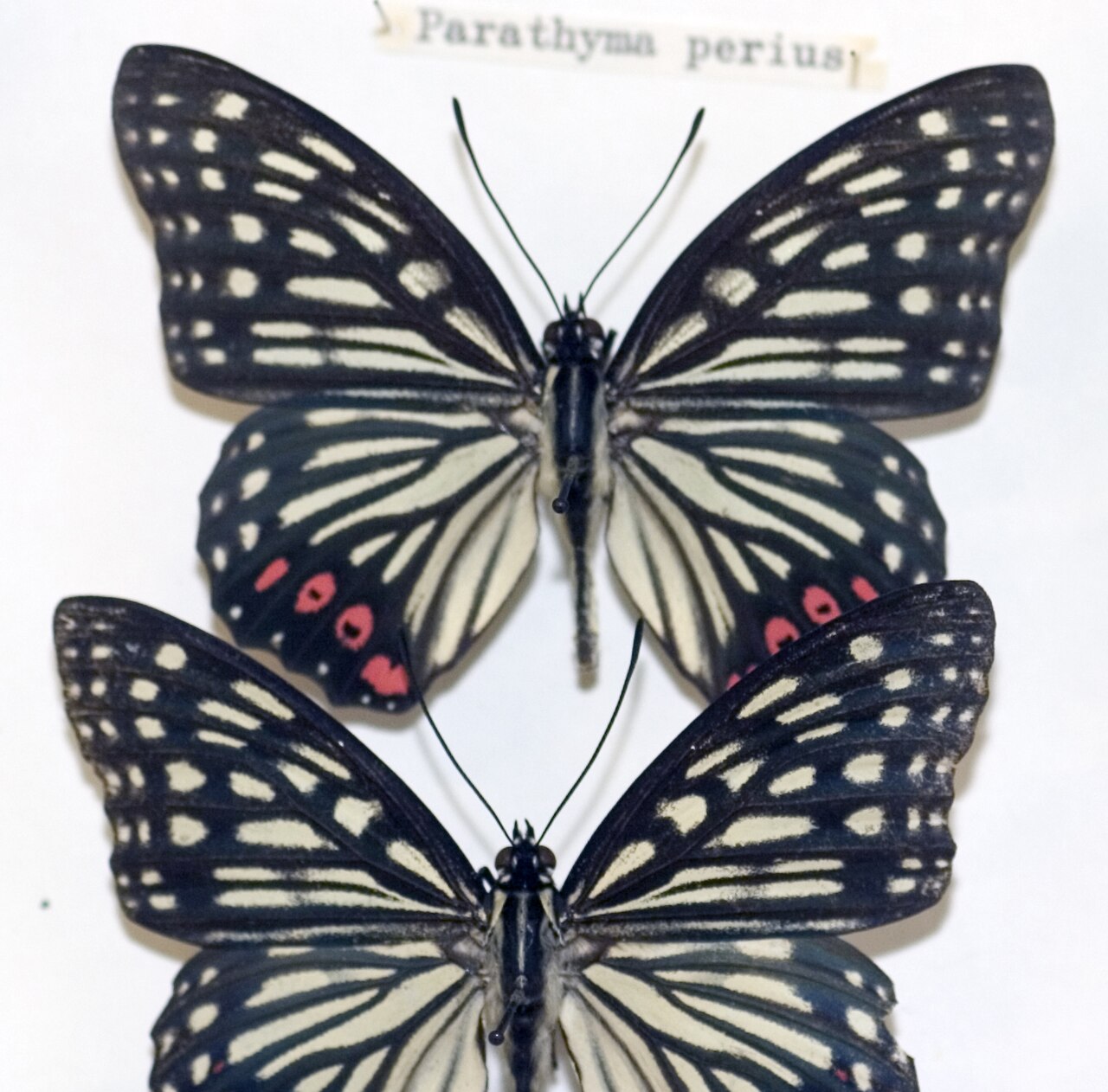 红斑脉蛱蝶（Hestina assimilis）