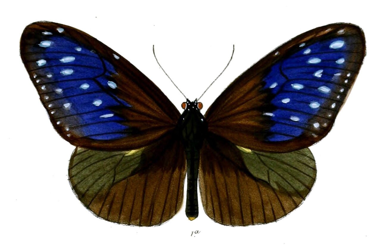 异纹紫斑蝶（Euploea mulciber）