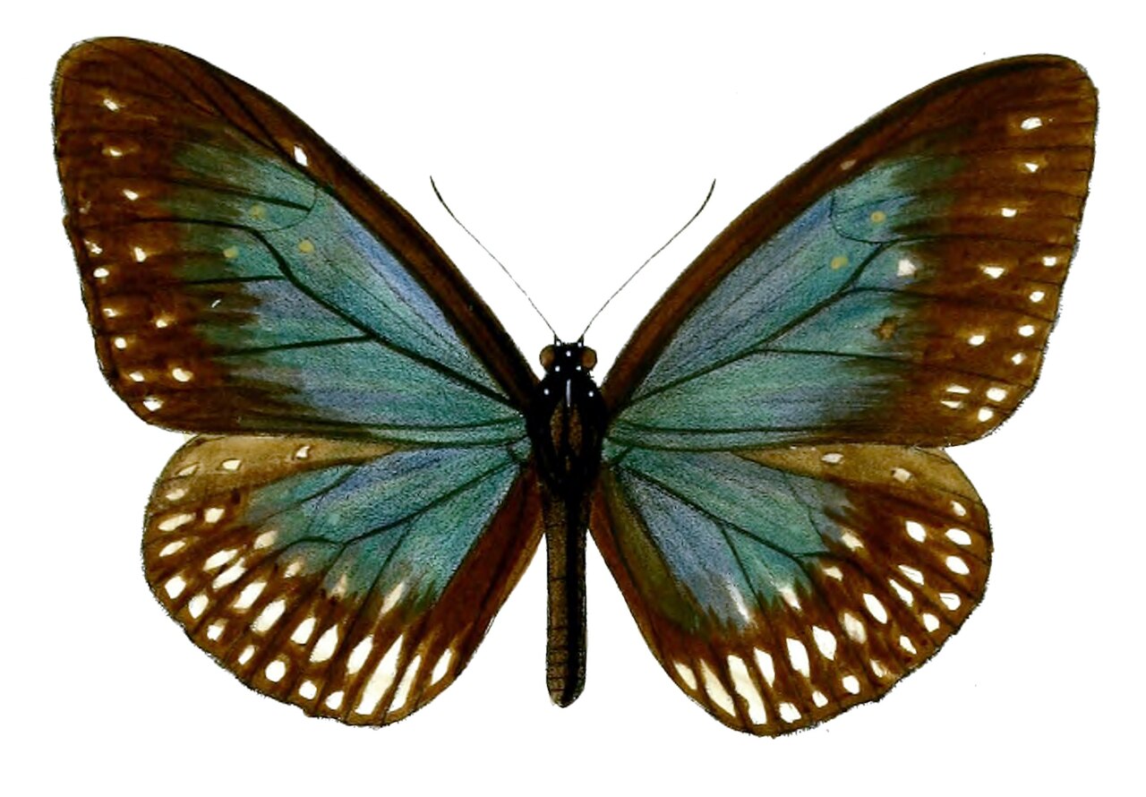 白列紫斑蝶（Euploea camaralzeman）