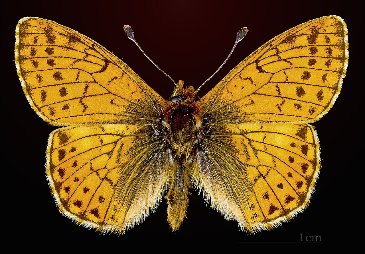 珀豹蛱蝶（Boloria pales）