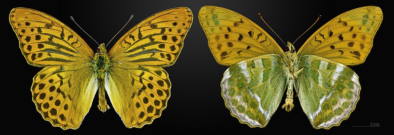 绿豹蛱蝶（Argynnis paphia）