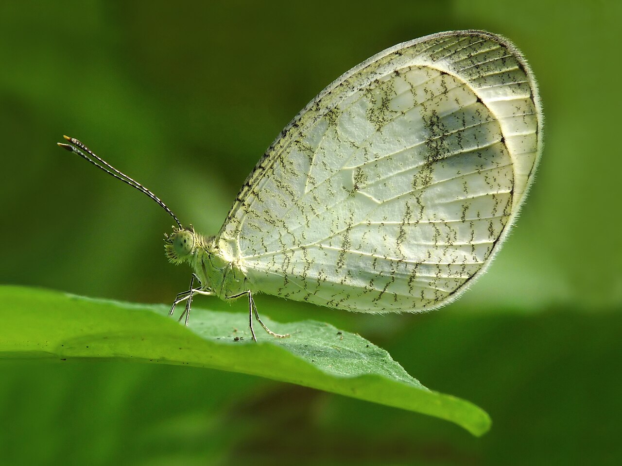 纤粉蝶（Leptosia nina）