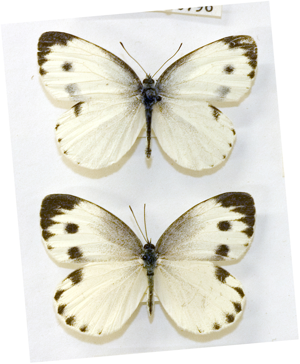 缘点白粉蝶（Pieris canidia）