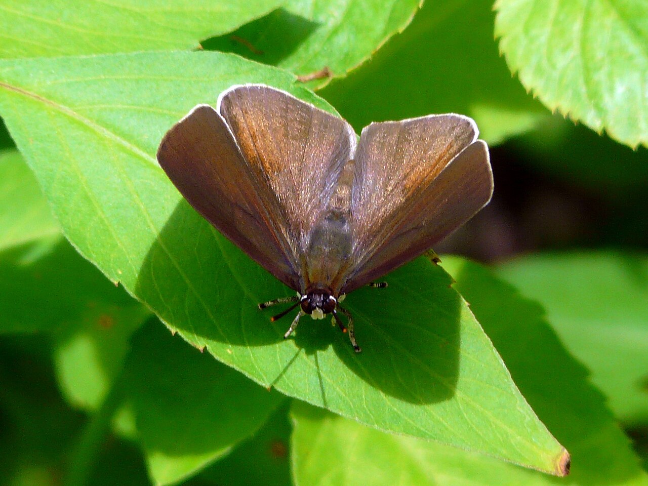 台湾银灰蝶（Curetis brunnea）