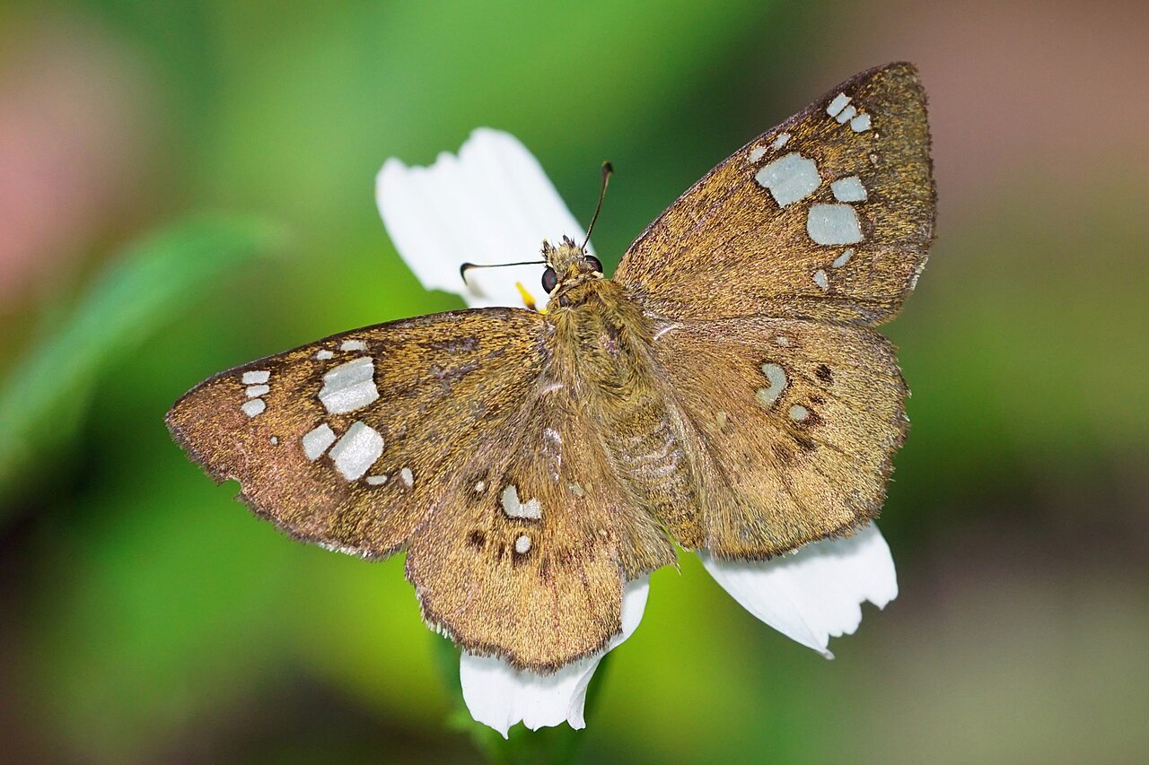 台湾窗弄蝶（Coladenia pinsbukana）
