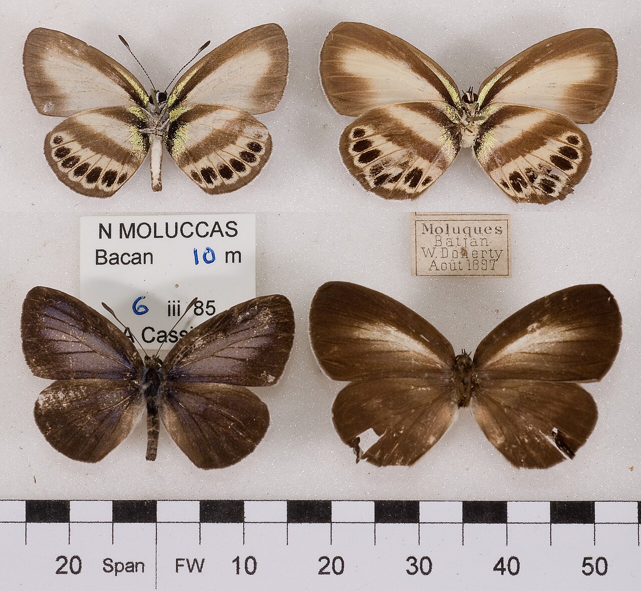黑列波灰蝶（Nothodanis schaeffera）