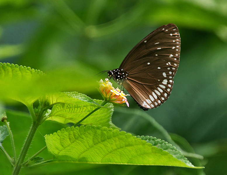 缘点紫斑蝶（Euploea klugii）