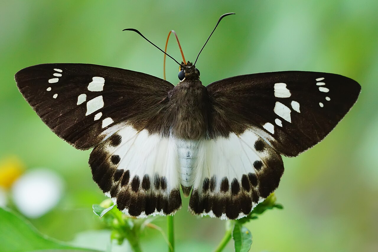台湾飒弄蝶（Satarupa formosibia）