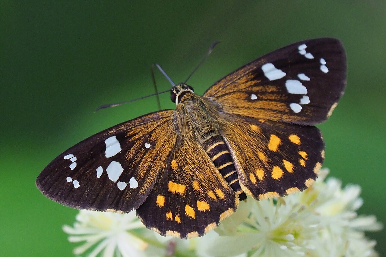 台湾流星弄蝶（Celaenorrhinus major）