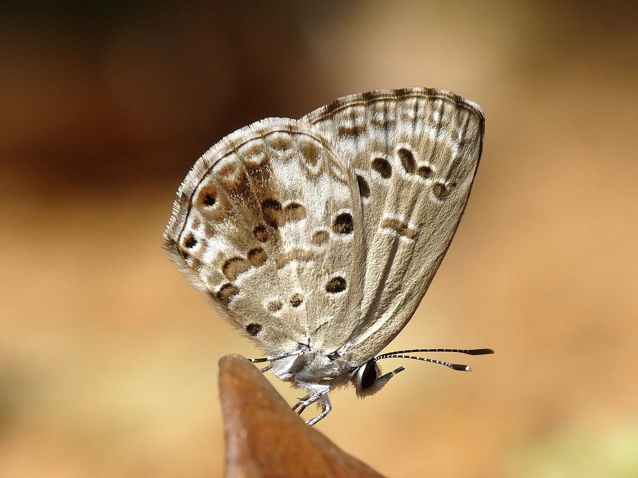 绮灰蝶（Chilades laius）