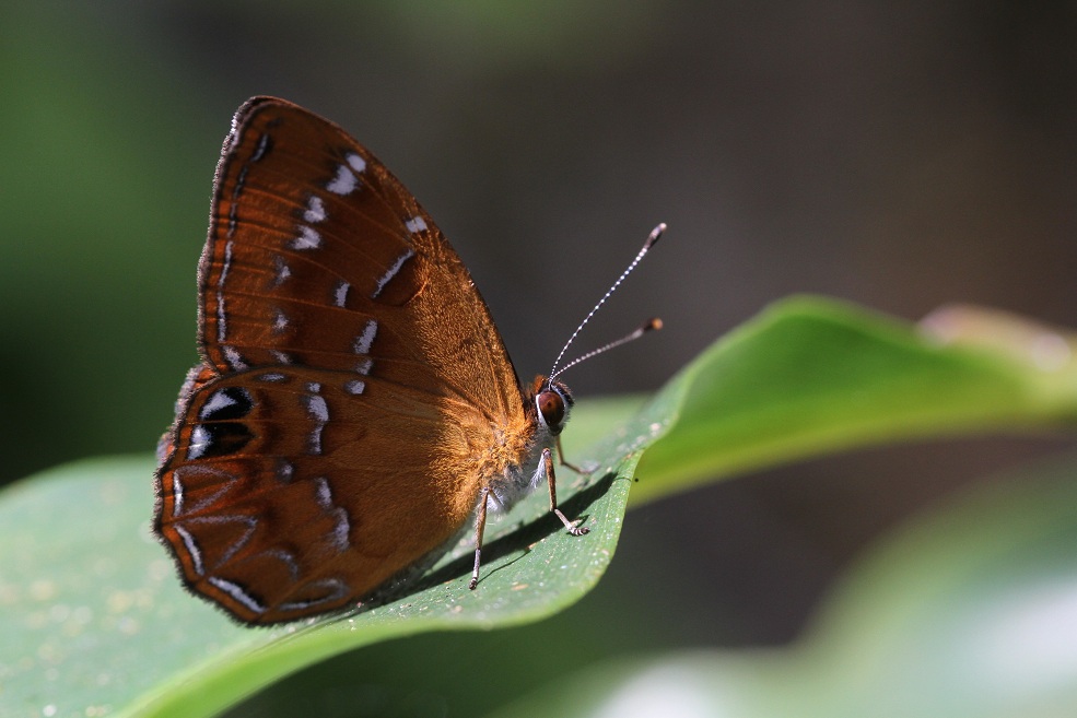 白点褐蚬蝶（Abisara burnii）