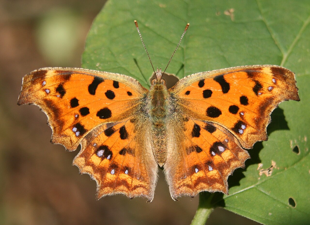 黄钩蛱蝶（Polygonia c-aureum）