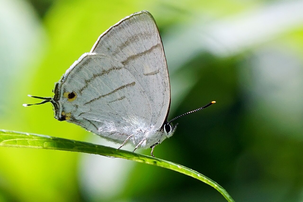 Teratozephyrus arisanus（阿里山铁灰蝶）