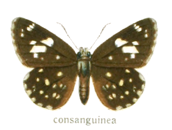 魑魅星弄蝶（Celaenorrhinus consanguinea）