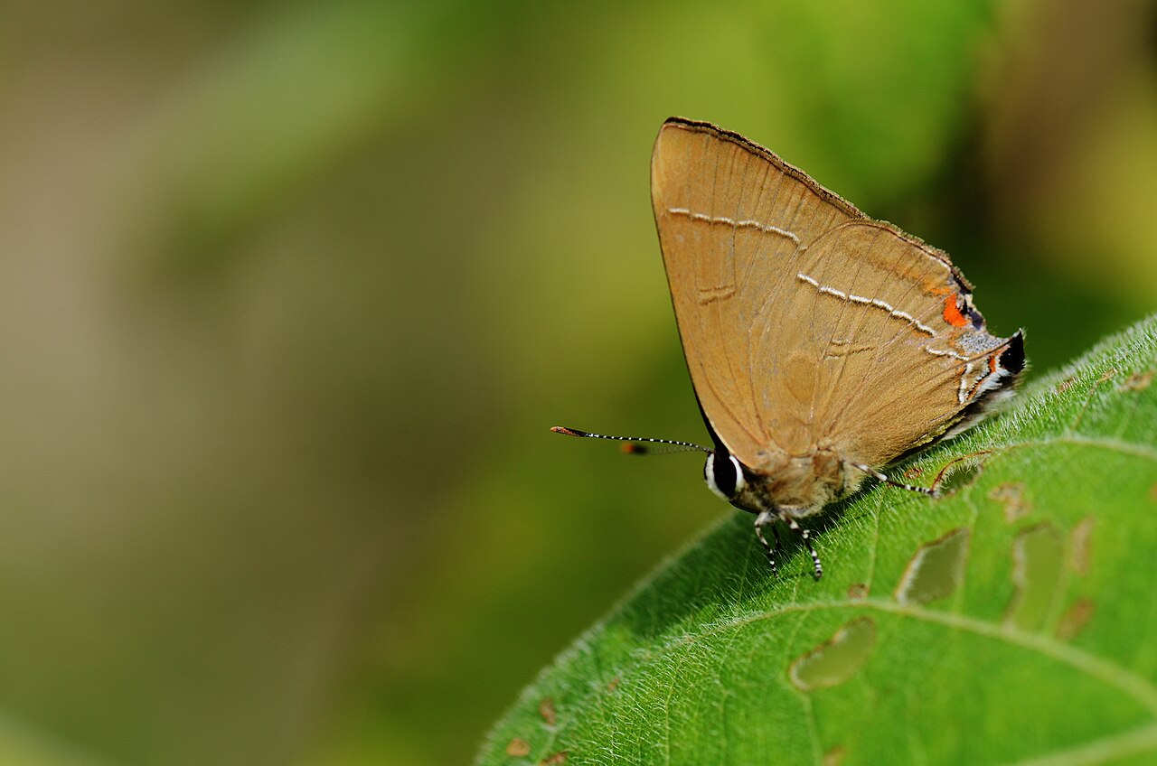 高砂燕灰蝶（Rapala takasagonis）