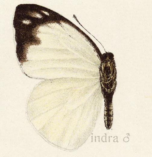 云纹尖粉蝶（Appias indra）
