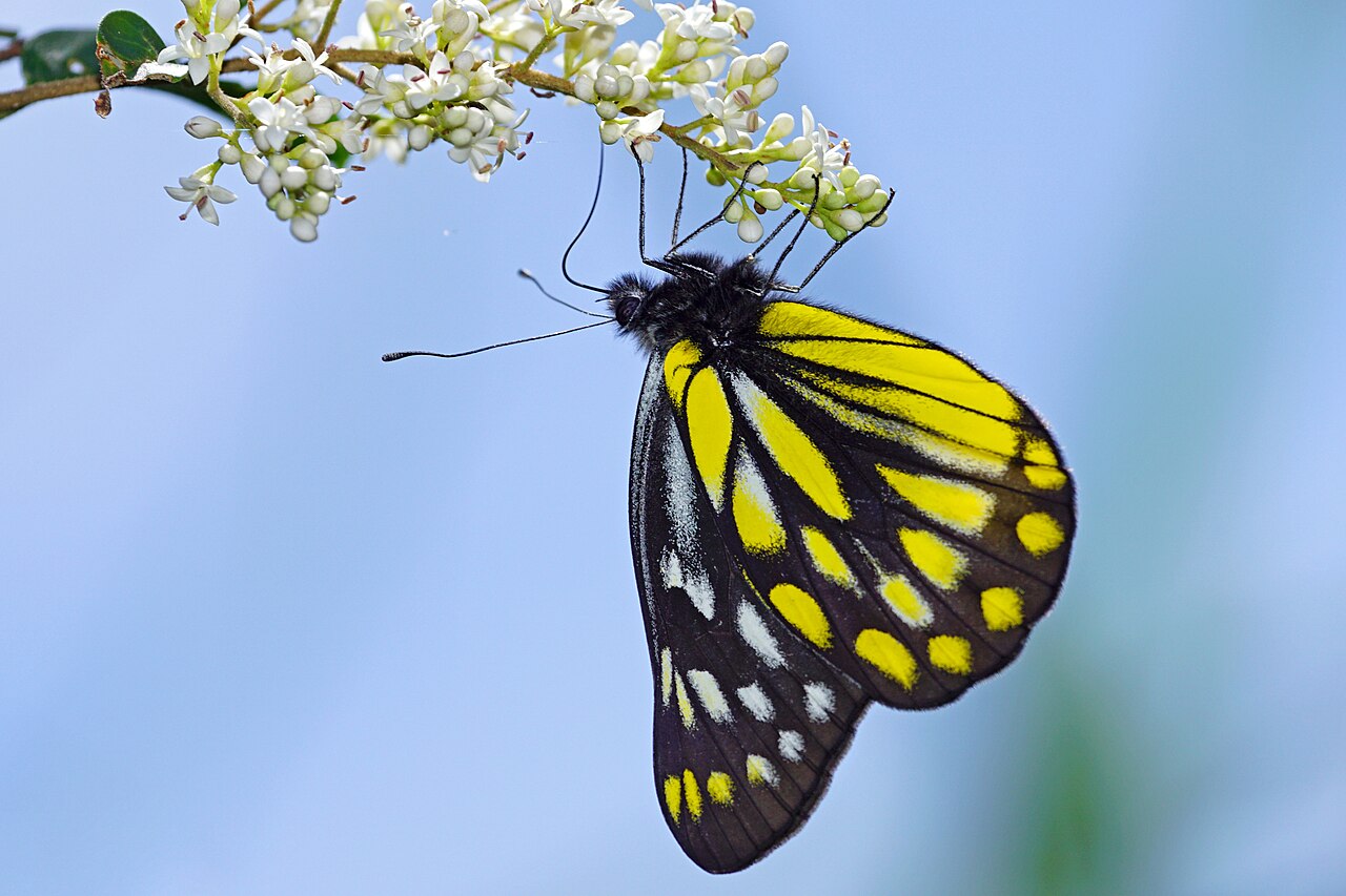 黄裙艳粉蝶（Delias berinda）