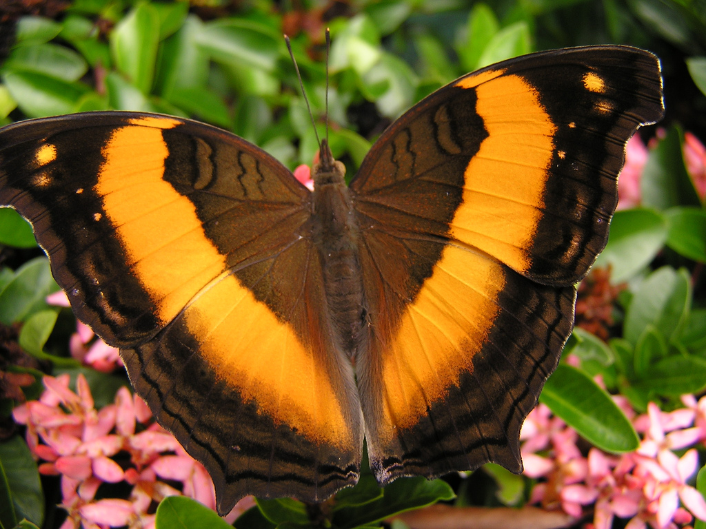 黄带隐蛱蝶（Yoma sabina）
