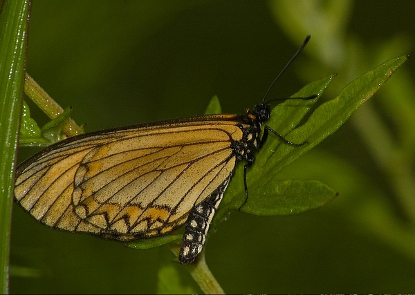 苎麻珍蝶（Acraea issoria）