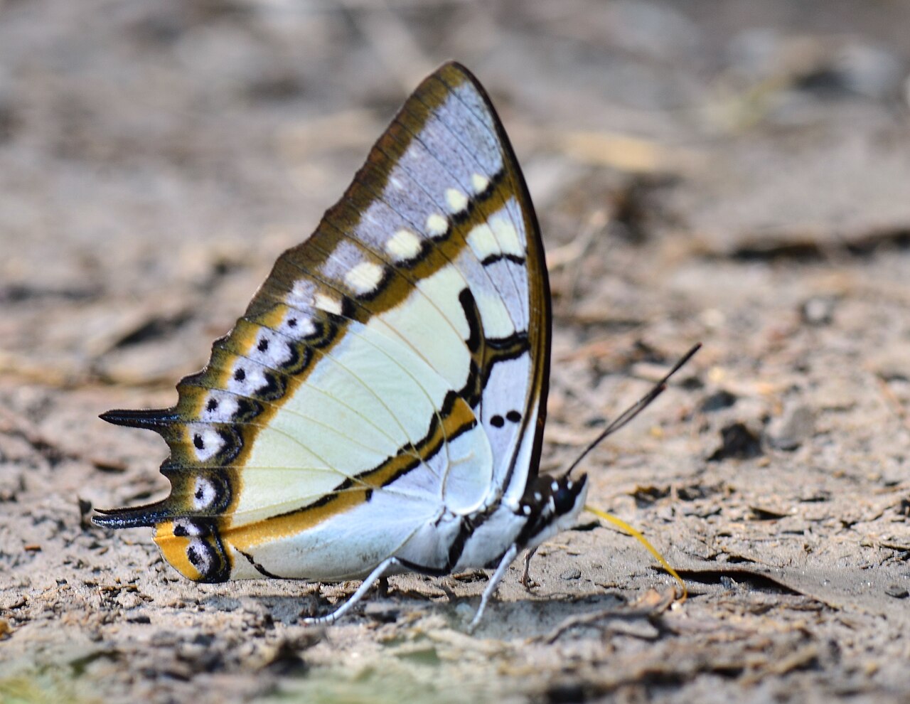 双尾蛱蝶（Polyura eudamippus）