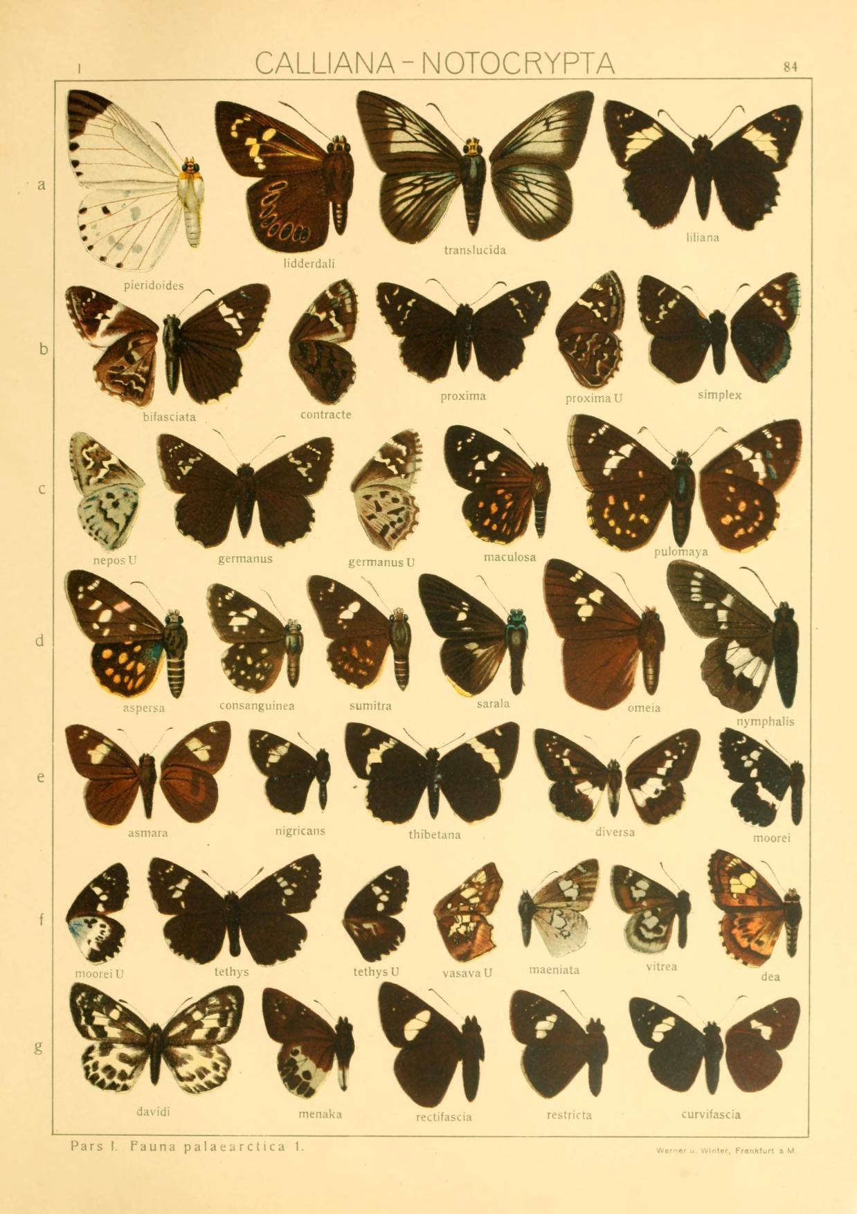 双带弄蝶（Lobocla bifasciatus）