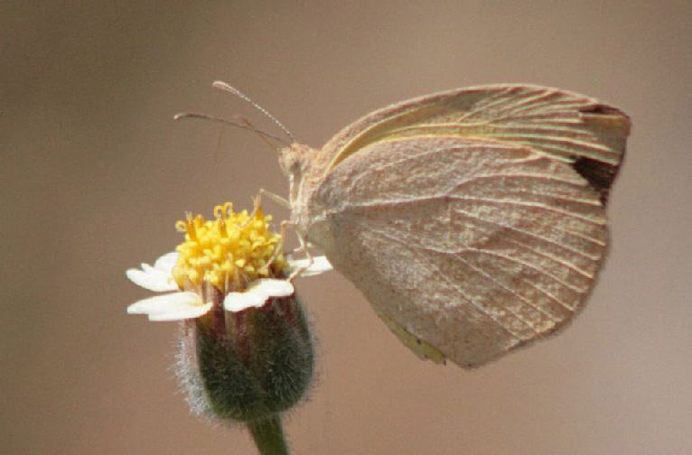 角翅黄蝶（Eurema laeta）