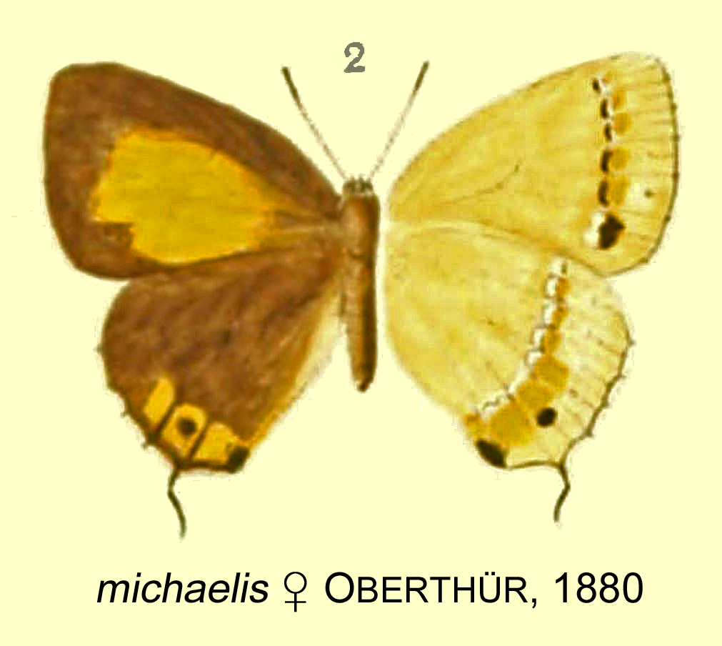 赭灰蝶（Ussuriana michaelis）