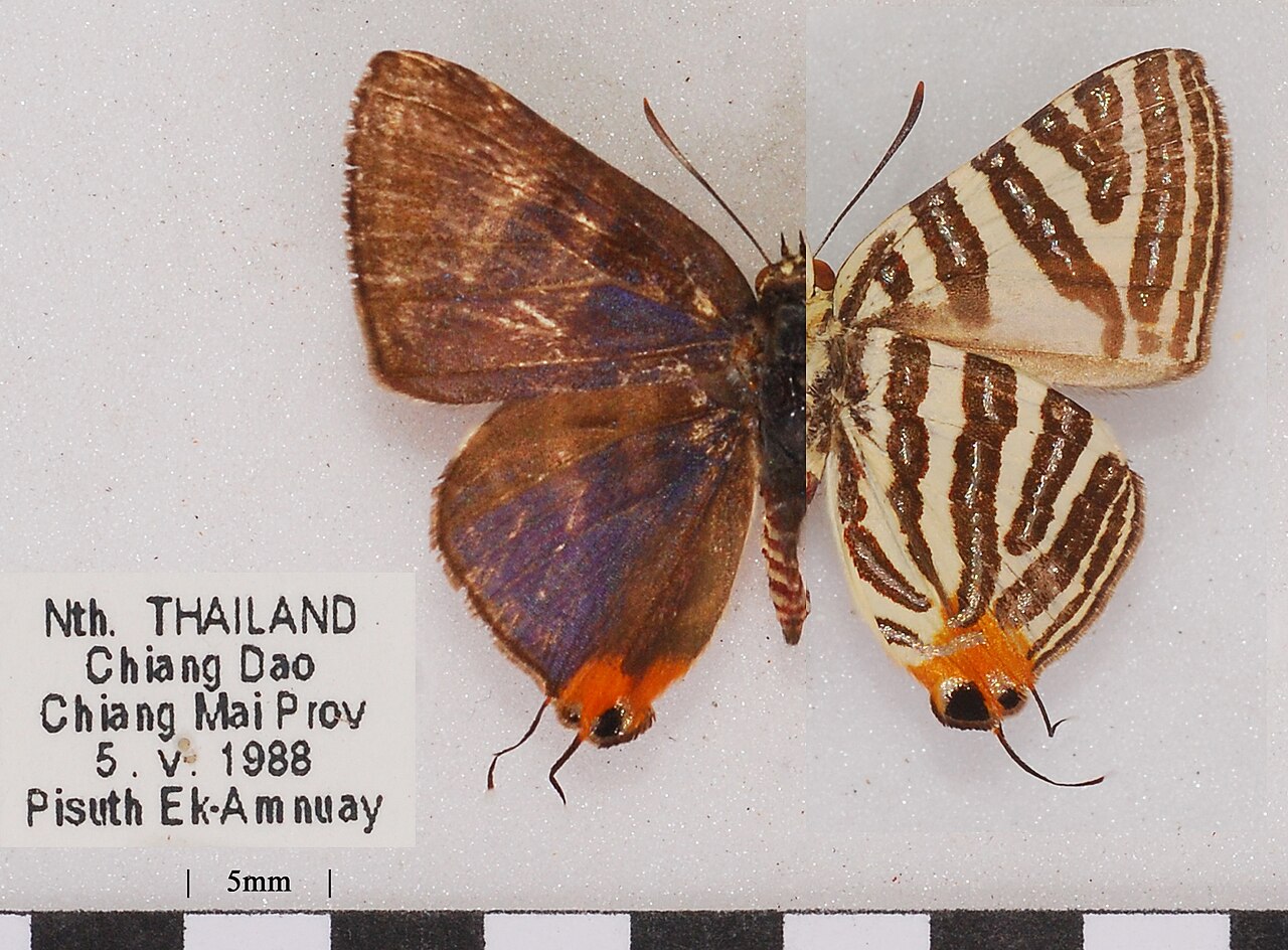虎灰蝶（Cigaritis lohita）