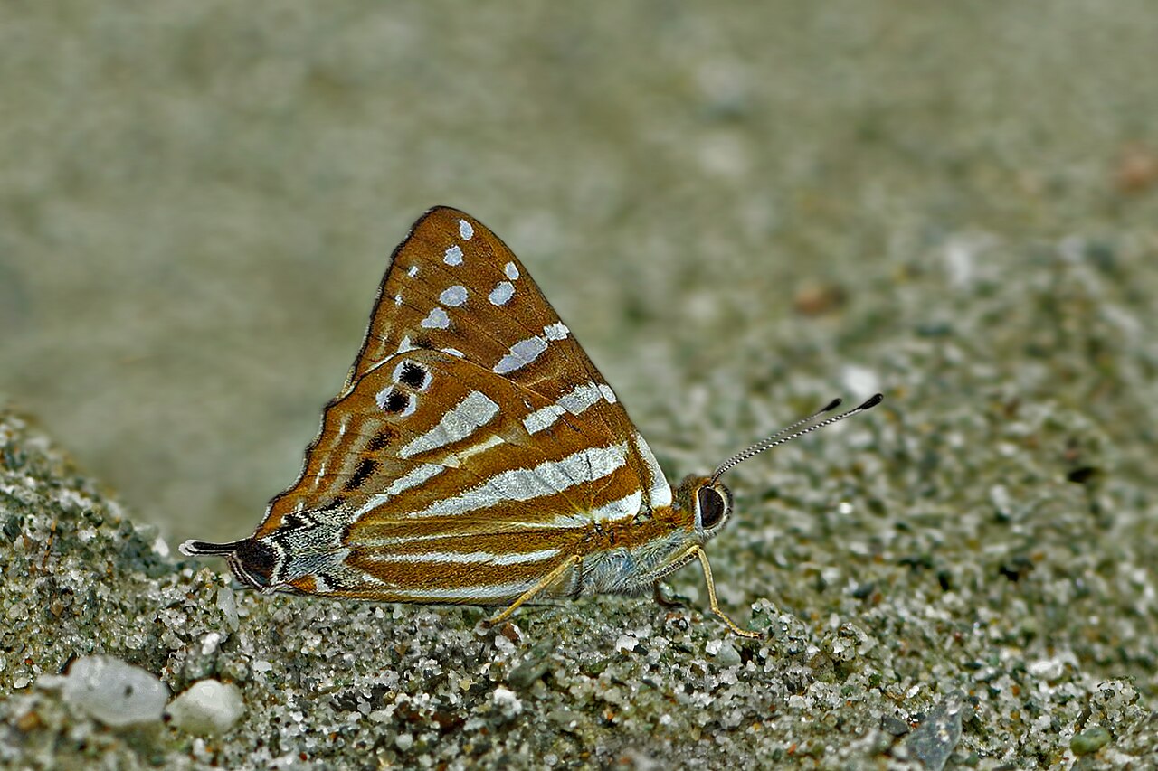 银纹尾蚬蝶（Dodona eugenes）