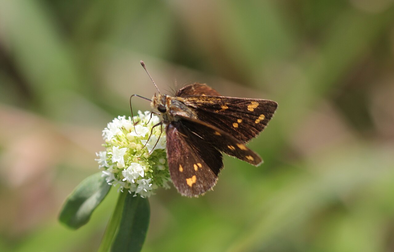 Taractrocera ceramas（草黄弄蝶）
