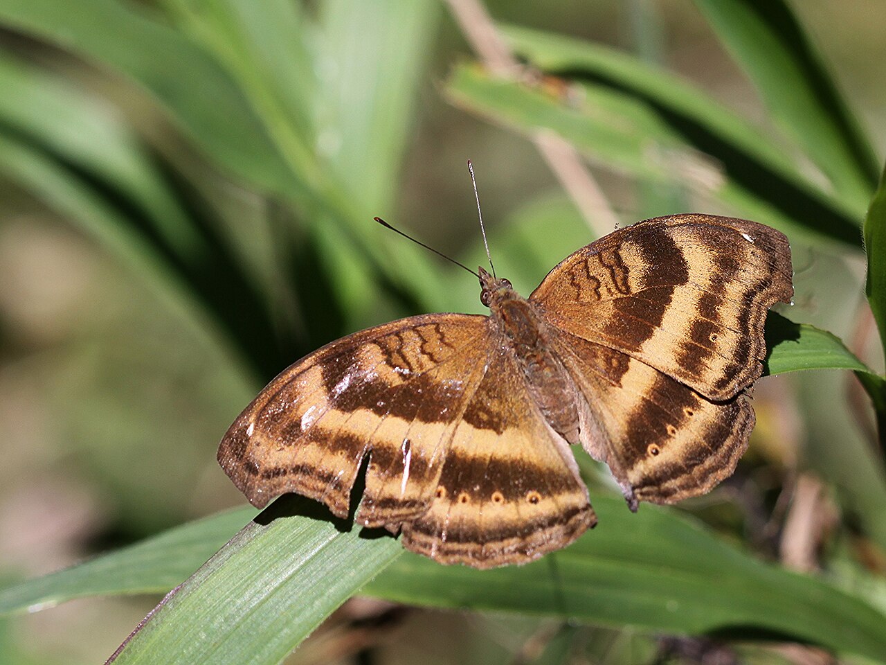 黯眼蛱蝶（Junonia iphita）