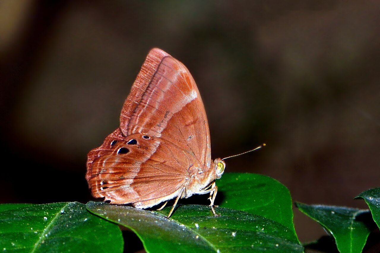蛇目褐蚬蝶（Abisara echerius）