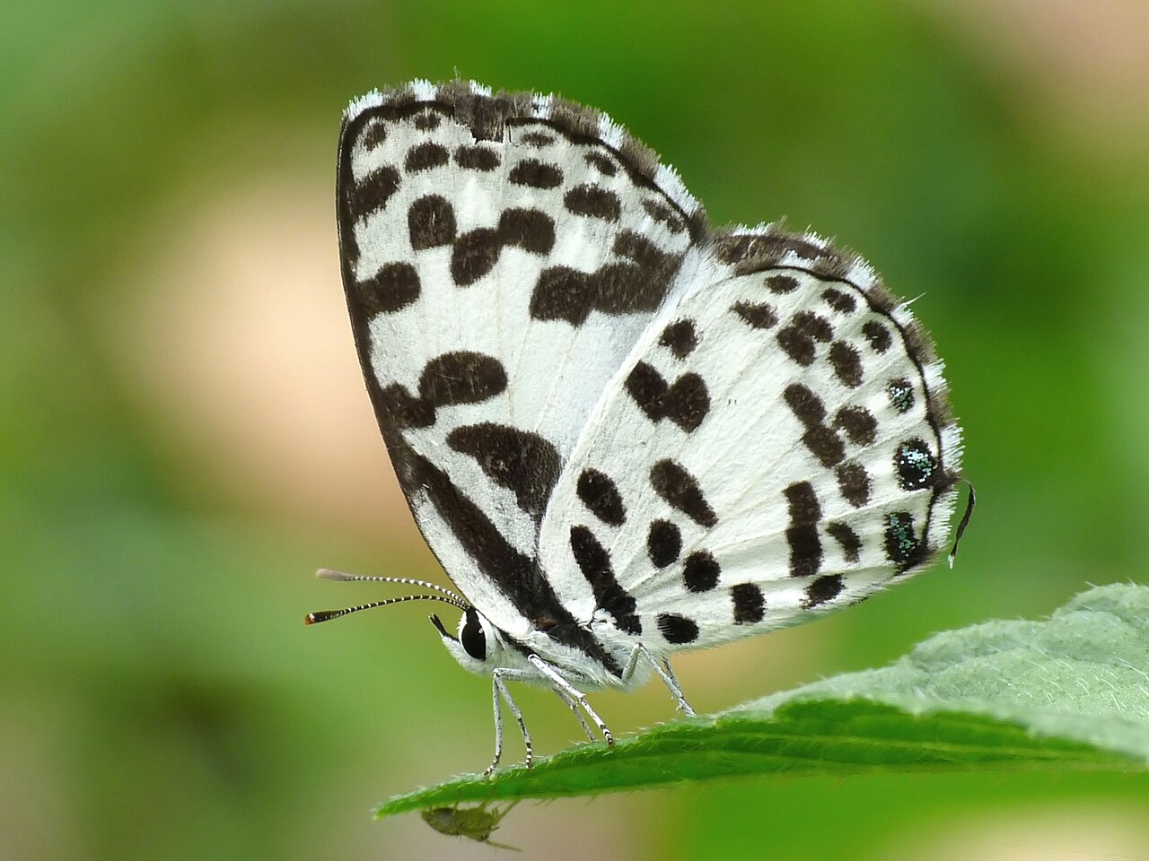 豹灰蝶（Castalius rosimon）