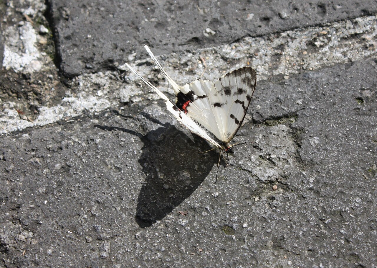 丝带凤蝶（Sericinus montela）