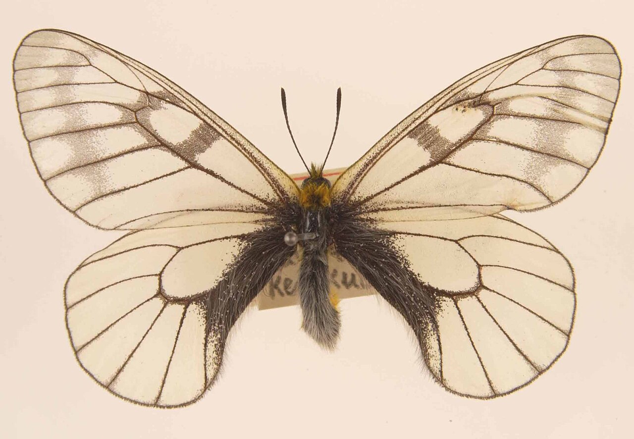 冰清绢蝶（Parnassius glacialis）