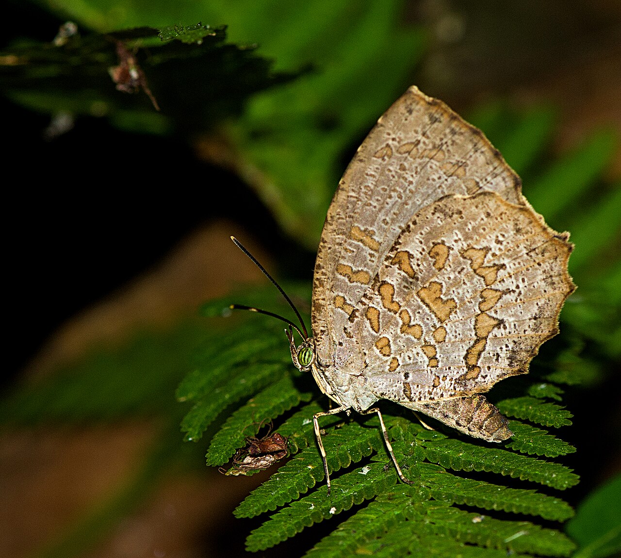 德锉灰蝶（Allotinus drumila）