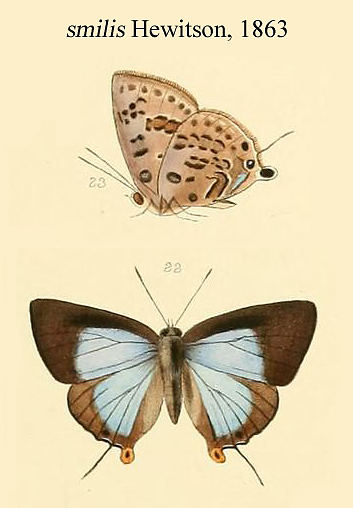 斯米玳灰蝶（Deudorix smilis）
