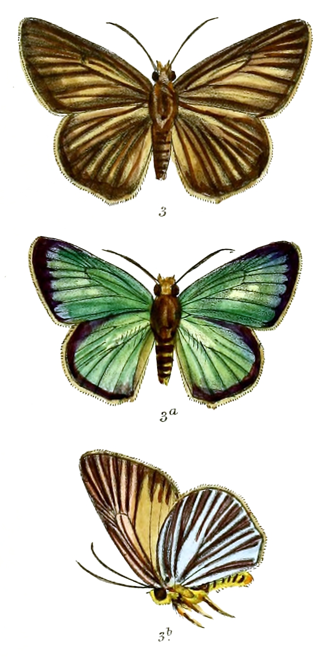 白暮弄蝶（Bibasis gomata）