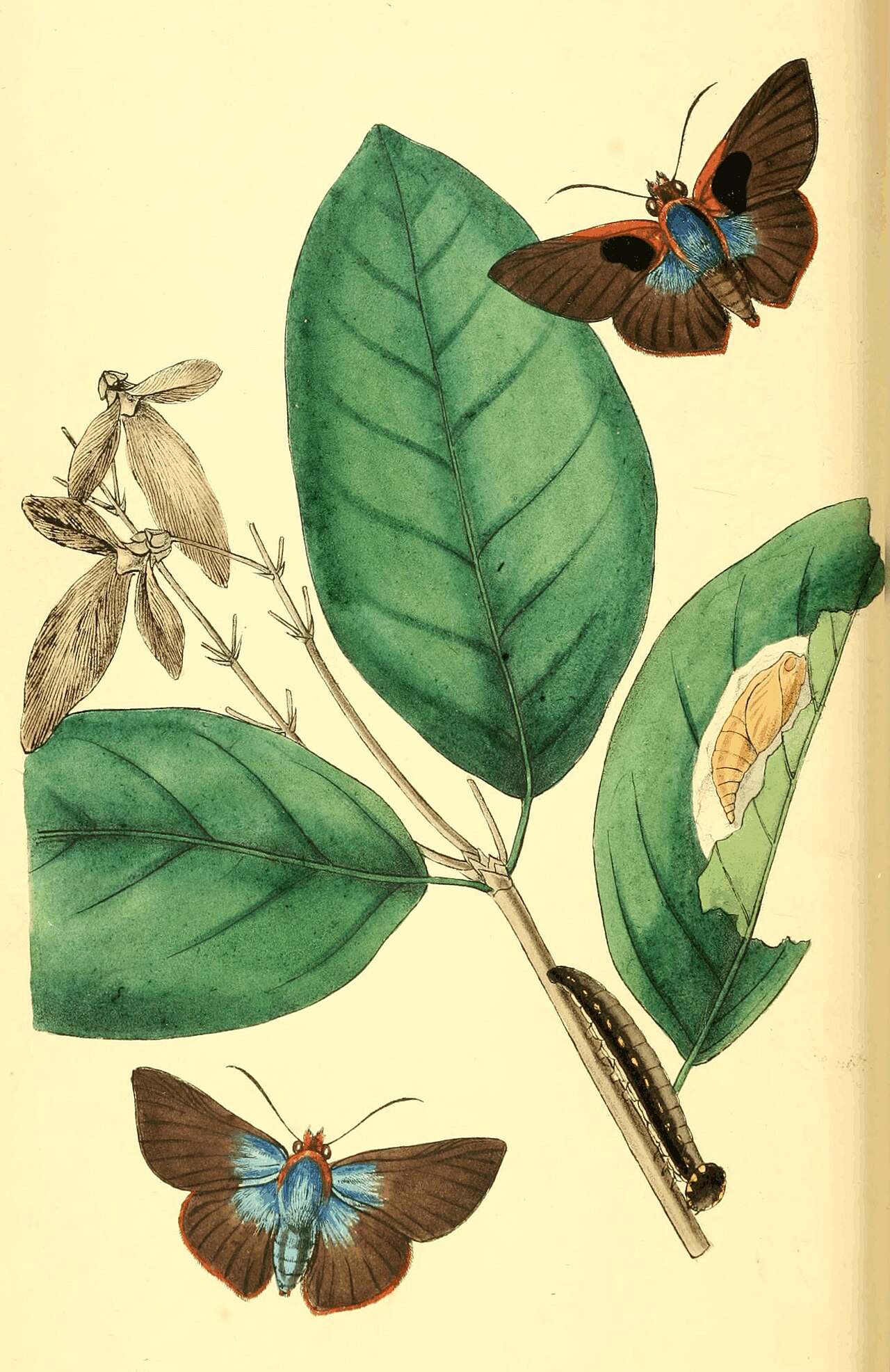 黑斑暮弄蝶（Burara oedipodea）