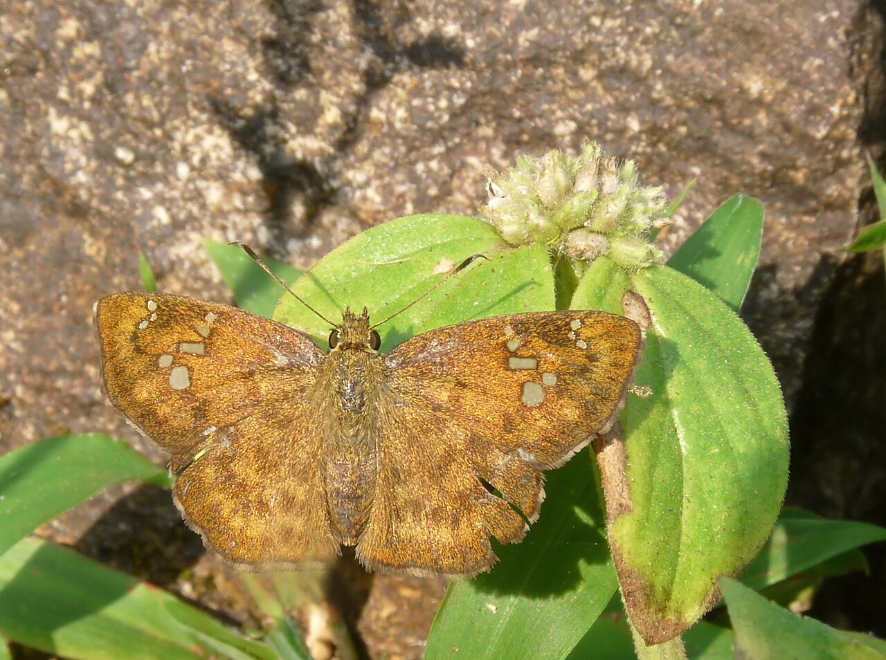 黄襟弄蝶（Pseudocoladenia dan）