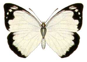 黄尖粉蝶（Appias paulina）