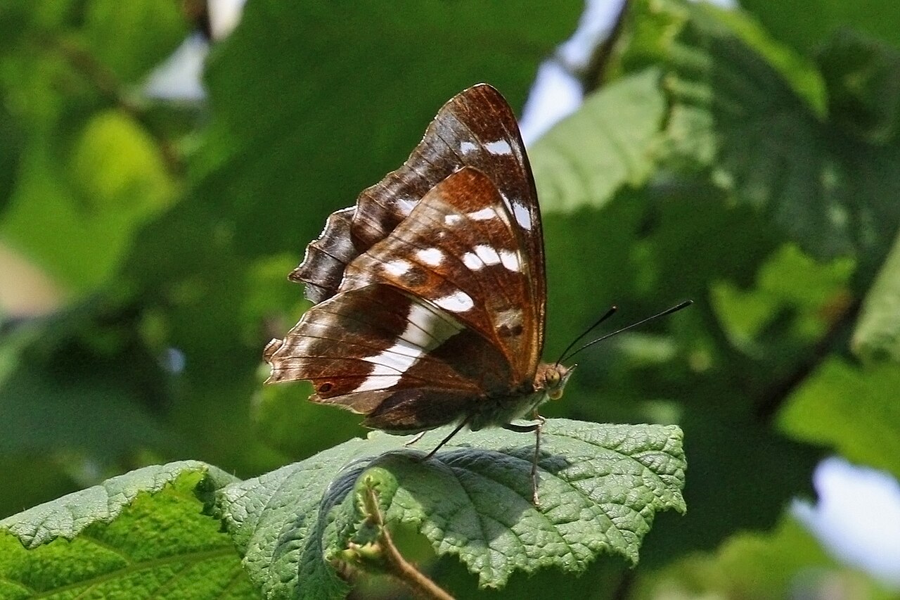 紫闪蛱蝶（Apatura iris）