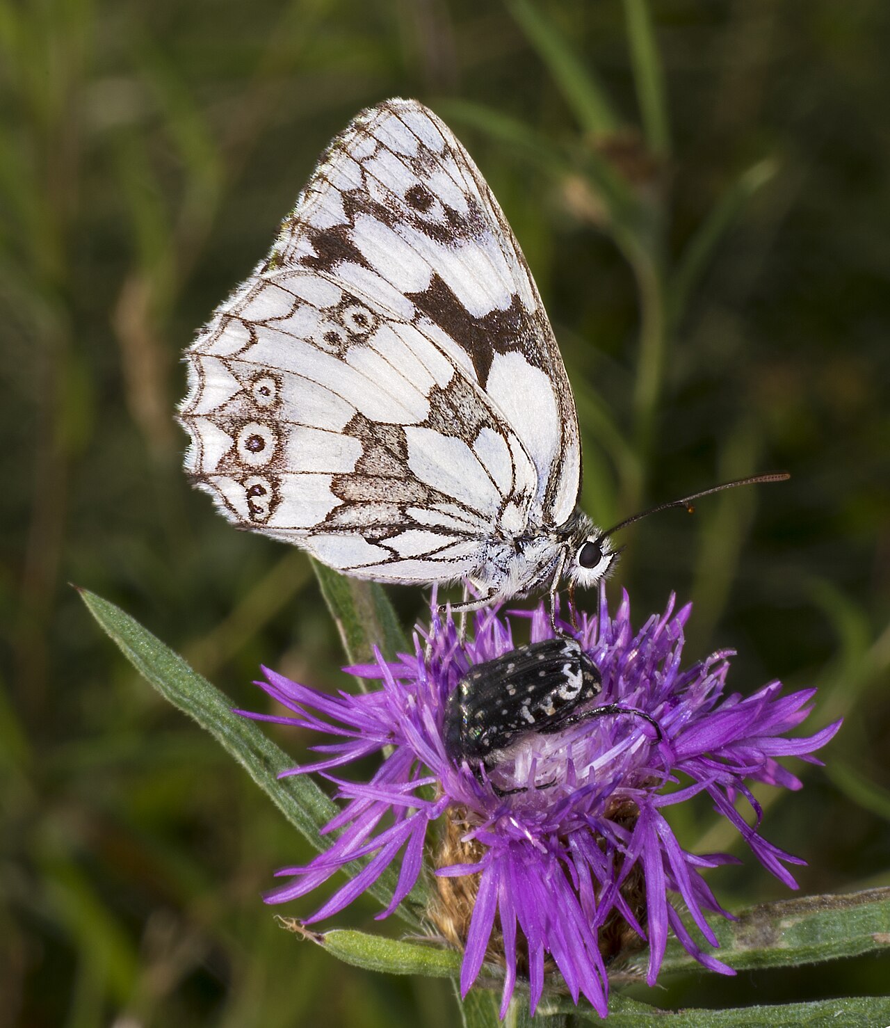 加勒白眼蝶（Melanargia galathea）